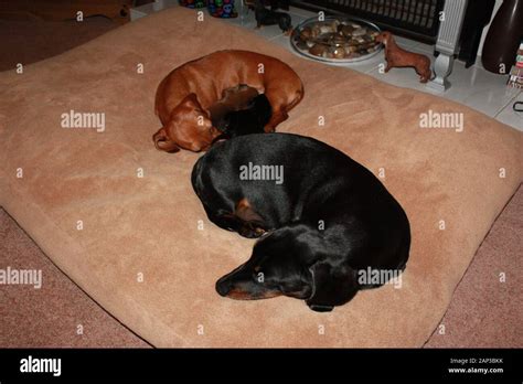 One of the world's best loved dog breeds, the Miniature Dachshund