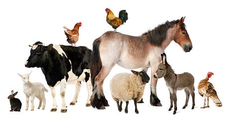 Royalty Free Farm Animals Pictures Images And Stock Photos Istock