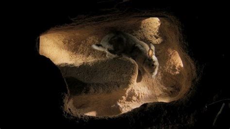 Underground Worlds Caught On Camera Rabbit Burrow Pet Rabbit