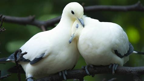 A Pair Of Lovely White Doves Wallpapers And Images Wallpapers
