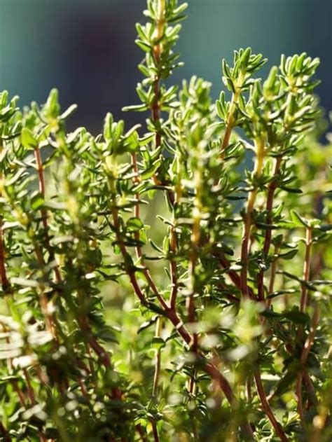 Heres A Great Guide To Growing Thyme Indoors From Seed Indoor Garden
