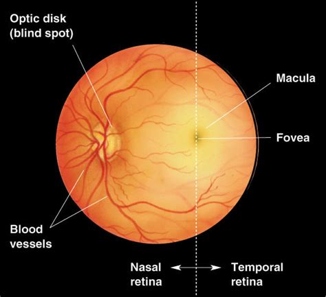 Pin By Rumiko Miller On Eye See It Now Fundus Photography Eye Facts