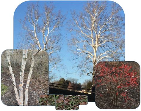 Easy Treeshrub Combos Northern Virginia Plant Nova Trees