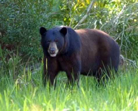 Florida Bear Hunt Ends After Second Day Wusf