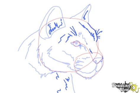 Define the shape of the paws. How to Draw a Mountain Lion - DrawingNow