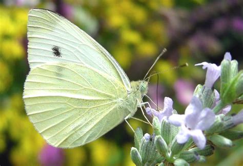 Cabbage Butterfly How To Get Rid Of Its Caterpillar