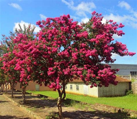 Arvores Pequenas Com Flores