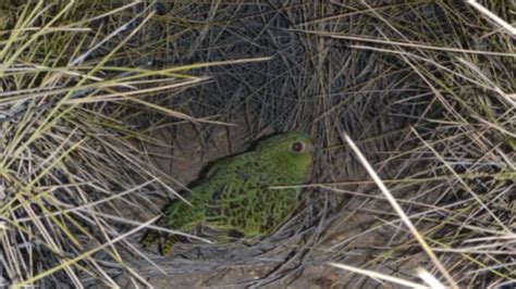 Night Parrot In Search Of One Of The Worlds Most Elusive Birds