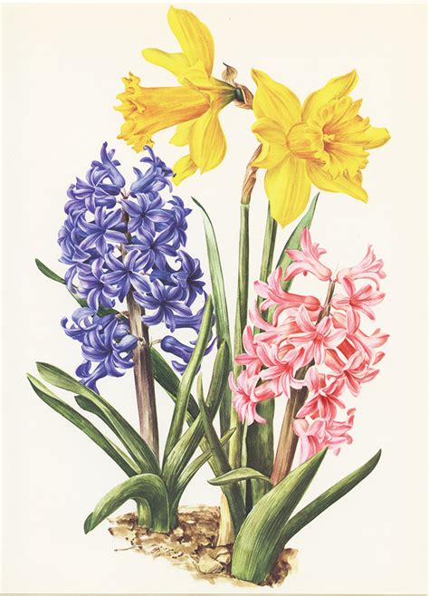 Daffodils And Hyacinths Botanical Print From 1964 Vintage Etsy