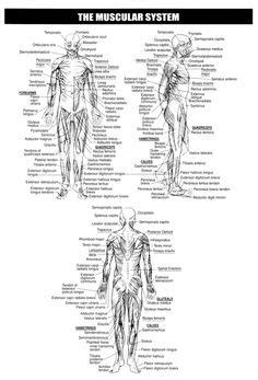 Your skeletal muscles work with your teacher recommendations: Eyes | Free Printables | Pinterest | Worksheets, Learning and Homeschool