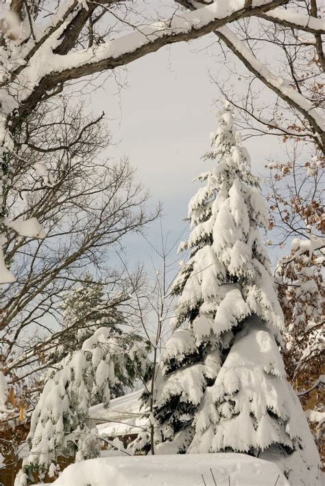 Snow Covered Evergreen Stock Photo Image Of December 12973034