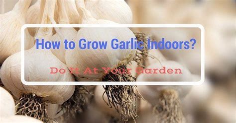 How To Grow Garlic Indoors Do It At Your Garden