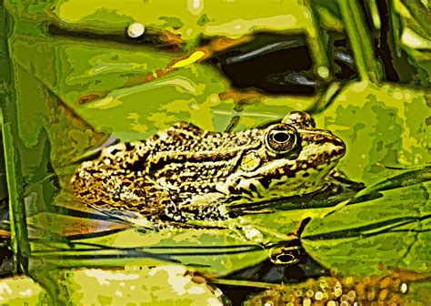 Frog Free Stock Photo Public Domain Pictures