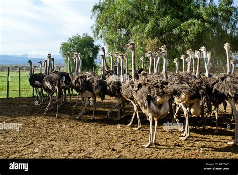 Ostriches At Highgate Ostrich Show Farm Oudtshoorn South Africa Stock
