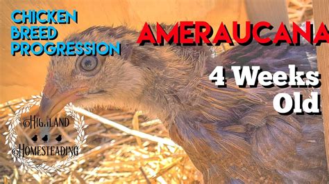 Ameraucana Chicken Breed Progression Of Chick To Adult Weeks Old Youtube