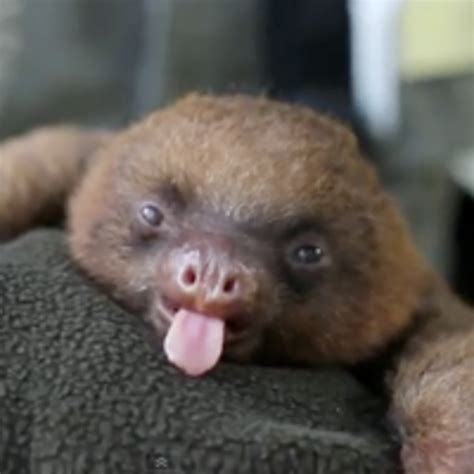 7 Sloth Facts You Probably Didn T Know Artofit