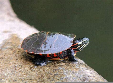 Pictures of eastern painted turtles. Eastern Painted Turtle For Sale - Turtlestore.com