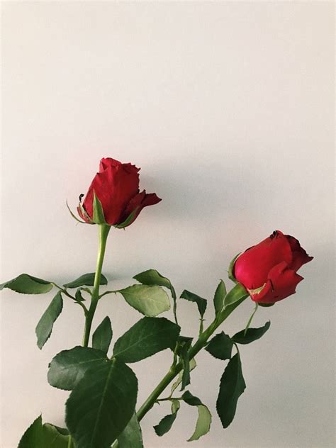 Aesthetic Rose Wallpaper Wallpaper Rose Flowers Phone Simple