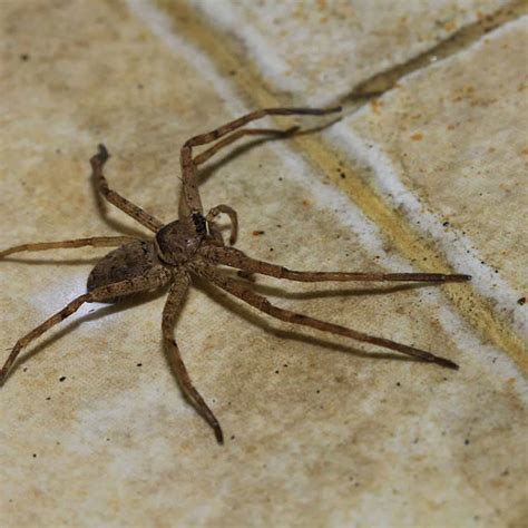 House Spiders Pests In Tennessee Pest Identifier Us Pest Protection