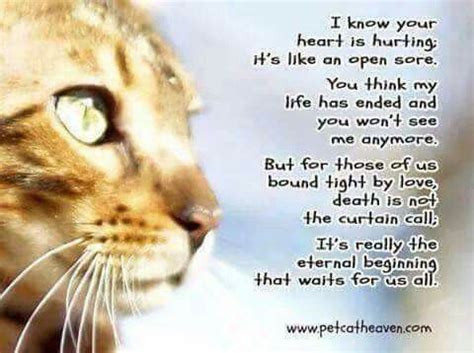 Cat poems and poetry from the famous authors. 704daee3805e454881312623ffe88479.jpg (480×358) | Cat poems ...