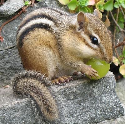 Omnivores play an important part of the food chain, a sequence of organisms that produce energy and nutrients for other organisms. Science: Omnivores