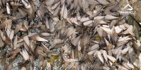 When Is The Swarming Season For Drywood Termites Pinnacle Pest Control