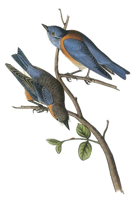 Western Bluebird Painting By John James Audubon Fine Art America