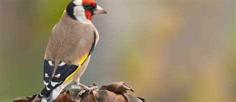 Colloque Préserver Et Protéger Les Animaux Sauvages En Liberté