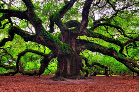 Angel Oak Tree Johns Island Charleston South Carolina Rachid