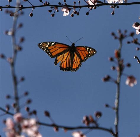 The best gifs are on giphy. 10 Things You Might Not Know about Fall's Annual Monarch Migration? 🤔 | Monarch butterfly ...
