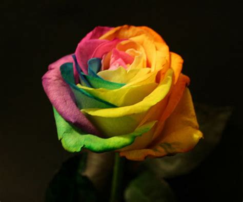 Shop our rainbow flowers online now. Rainbow Roses - Cool Flower Modification - XciteFun.net