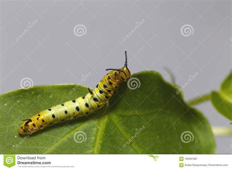 Caterpillar Of Common Maplet Butterfly Hanging On Leaf Of ...