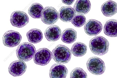 Burkitts Lymphoma Cells Illustration Stock Image F0239674