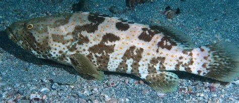 We did not find results for: 30+ Gambar Kartun Ikan Kerapu - Kumpulan Kartun HD