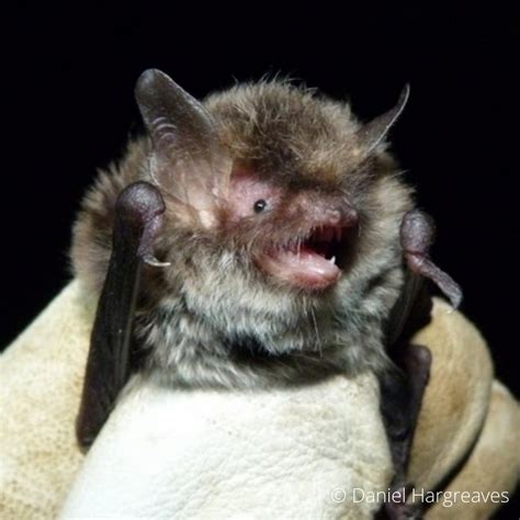 Species Alcathoe Bat The Mammal Society
