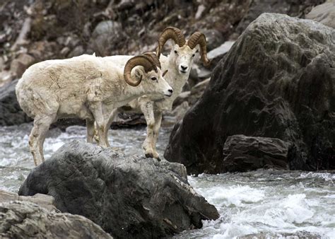Dall Sheep Facts Pictures And Information Thinhorn Sheep Ovis Dalli