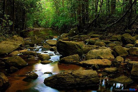 Sinharaja Rainforest ~ Wonder Of Ceylon
