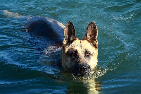 Filegerman Shepherd Dog Swimming Wikimedia Commons