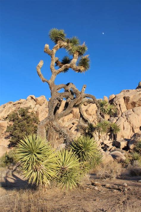 Maybe you would like to learn more about one of these? Changing Seasons: A Photographer's Journey in Joshua Tree ...