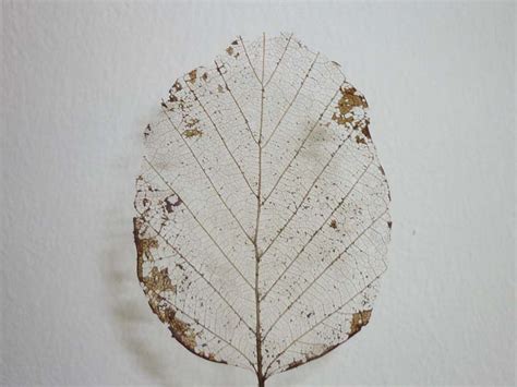 How To Make Skeleton Leaves A Fun Project With Nature