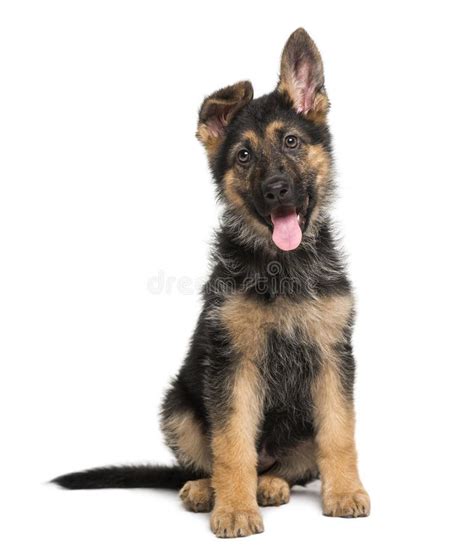 German Shepherd Dog Puppy 3 Months Old Stock Photo Image Of