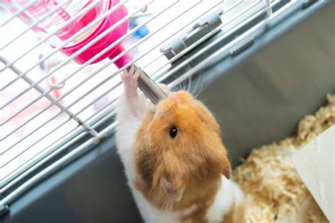 3 Diy Hamster Water Bottles You Can Make At Home With Pictures Pet Keen