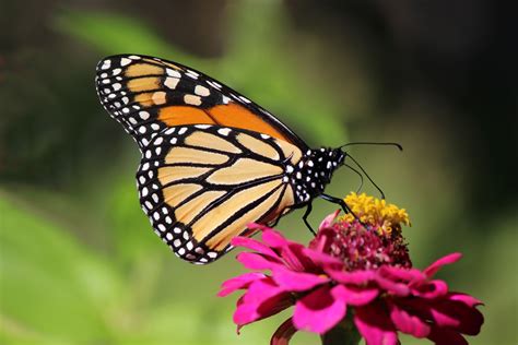 Update The Monarch Butterfly An Icon Endangered Hillnotes