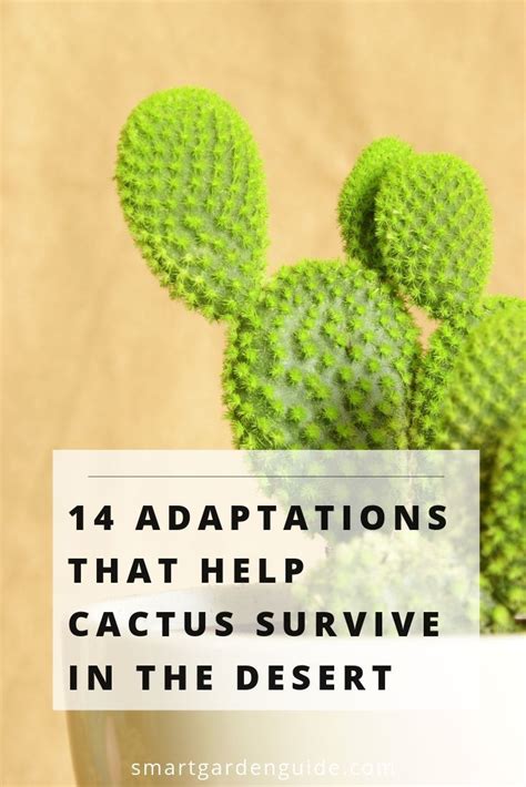 14 Amazing Ways Cacti Have Developed Adaptations To Survive In The