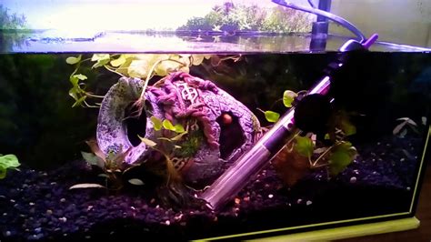 *good material not harmful fish or shrimp skin *staninless steeel will not rusty. Betta Fighter Fish, lots and lots of free swimming fry ...