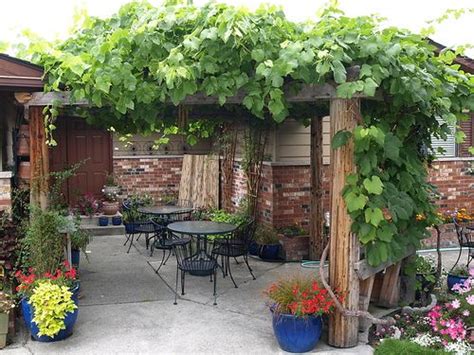 Pergola With Grape Vines Something Like This Could Be Very Cool I