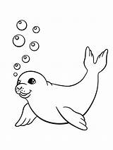 Coloring Seals Seal Printable sketch template