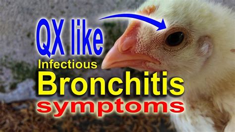 Infectious Bronchitis In Broiler Chickens And Laying Hens Symptoms
