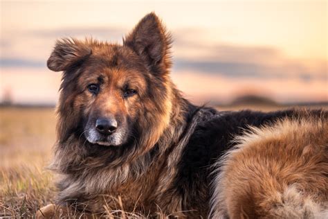 Portrait Of A German Shepherd Dog At Sunset Free Picture For Your Blog