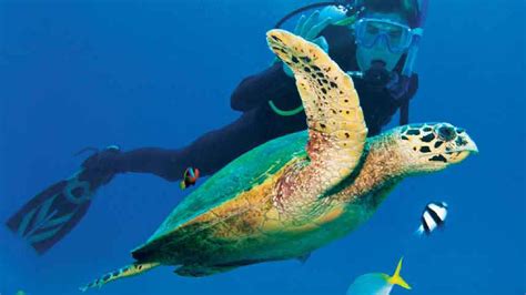 Andbeyond Turns Focus To Marine Conservation Initiative Travel Weekly